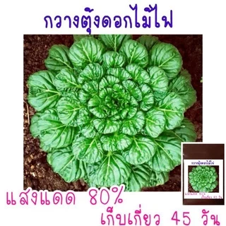 150 เมล็ด กวางตุ้งดอกไม้ไฟ​ Tatsoi​