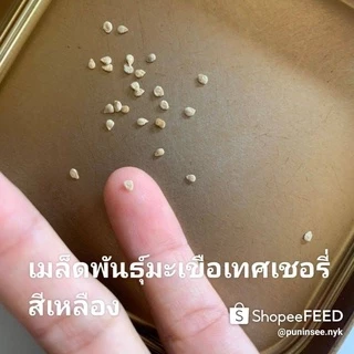 เมล็ดผักนำเข้า มะเขือเทศเชอรี่ สีเหลือง Yellow Cherry Tomato (Organic Seed) ทรงกลม ปันอินทรีย์