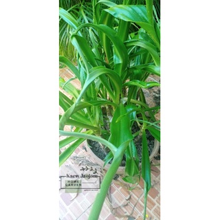 ว่านเศรษฐีสอดกอดทรัพย์ Crinum asiaticum L. var. anomalum Baker/ศรีกันไชย/ เศรษฐีสอด /ว่านไชยมงคล ไม้มงคล สมุนไพร