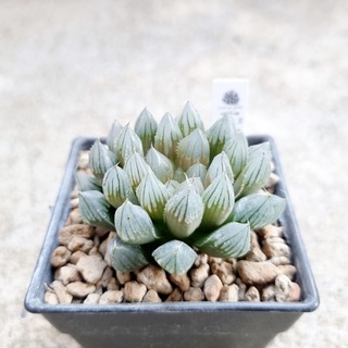 พร้อมส่ง!!ฮาโวเทีย Haworthia obtusa hybrid Black จัดส่งแบบล้างราก