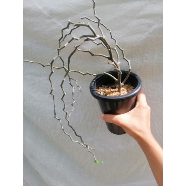 ซิกแซกมาดา​กั​สการ์​ decarya​madagascariensis​