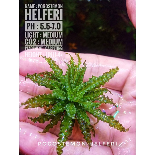 ดาวน้อยเขียว (POGOSTEMON HELFERI) #ไม้น้ำ ใบน้ำ💯%ไม่ใช่ใบบก