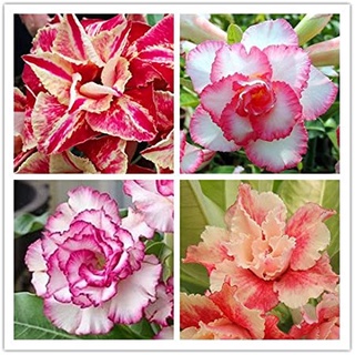 12 เมล็ด เมล็ดพันธุ์ ชวนชม สายพันธุ์ฮอลแลนด์ คละสี Adenium Seeds