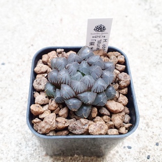 พร้อมส่ง!!ฮาโวเทีย Haworthia obtusa hybrid MURASAKI OB-1  จัดส่งแบบล้างราก