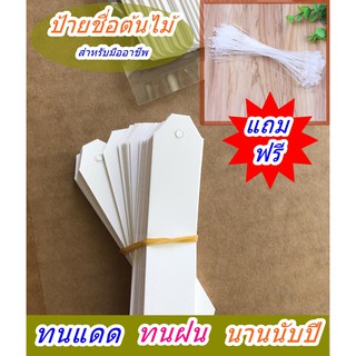 ป้ายชื่อต้นไม้ 200ชิ้นแถมเชือก
