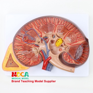 Human Anatomy Model ร่างกายขยาย3ครั้ง2ชิ้นส่วน adrenal anatomy ระบบทางเดินปัสสาวะหรูหรารูปแบบไตการสอนทางการแพทย์ MSZ006