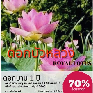 เมล็ดพันธุ์ ดอกบัวหลวง Royal lotus บัวหลวง (คละสี ชมพู/ขาว)