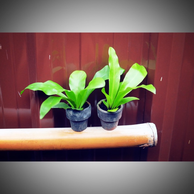 เฟิร์นข้าหลวง กระถาง1นิ้ว🍀🍀🍀🍀🍀🍀🍀🌿🌿🌿🌿🌿🌿🌿🌿🌿🌿🌿🌿🌿🌿🌿🌿🌿🌿🌿🍀🍀🍀🍀🍀