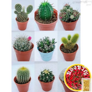 Potting Plant-40type Cactus series live plant cactus succulent 5.5cm pot母婴/男装/花园/苹果/裙子/芹菜/玫瑰/鲜花/香菜/木瓜/ IP06