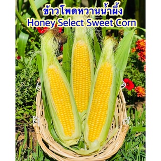 ข้าวโพดหวานน้ำผึ้ง - Honey Select Sweet Corn  คุณภาพดี ของแท้ 100%