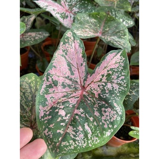 บอนสีพิ้งบิวตี้ Caladium Pink Beauty กระถาง 6นิ้ว กอใหญ่