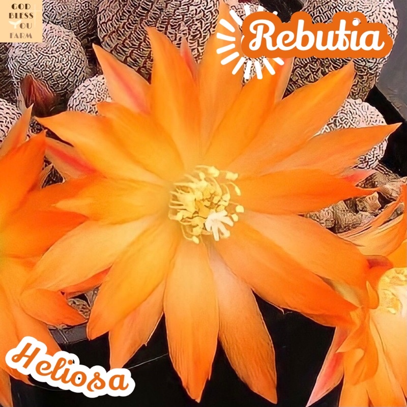 [ซัลโคเฮลิโอซ่า] Sulcorebutia Heliosa ส่งพร้อมกระถาง แคคตัส Cactus Succulent Haworthia Euphorbia ไม้หายาก พืชอวบน้ำ