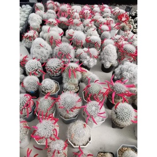 ฝักเมล็ดขนแกะผสมแมว​10บ./ฝักmammillaria​ bocasana​