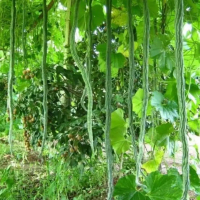 เมล็ดบวบงูบวบงูเมล็ดบวบงูอ่อนเมล็ดพันธุ์
