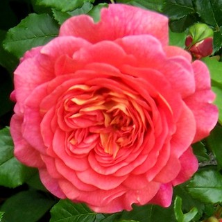 เมล็ดพันธุ์ กุหลาบ พันธุ์ Christopher Marlowe Rose Seeds ดอกใหญ่ นำเข้าจากต่างประเทศ 30 เมล็ด