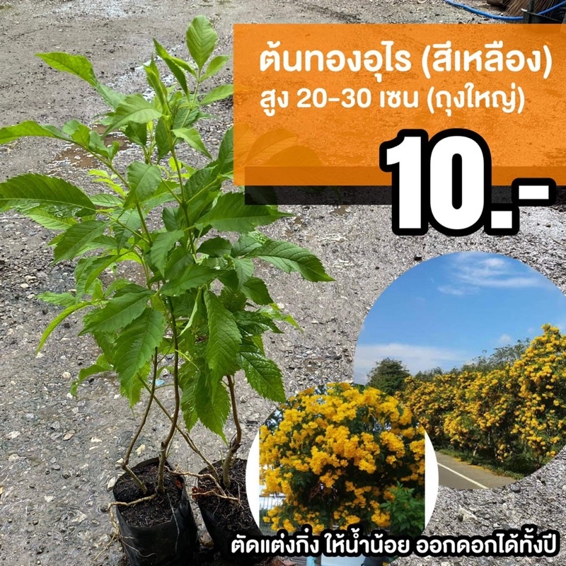 ต้นทองอุไร สีเหลือง (จำนวน 10 ต้น) Tecoma stans #ทองอุไร