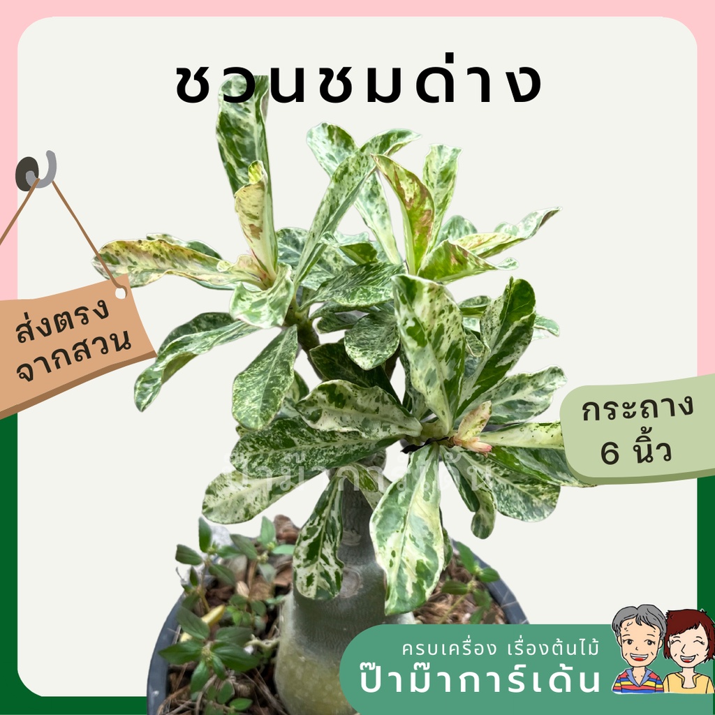 มุมมอง 2