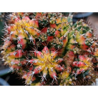 หน่อเด็ดสด 1 หน่อ มัลติคัลเลอร์​ multicolor Cactus แคคตัส กระบองเพชร ไม้อวบน้ำ ไม้กราฟ ราคาถูก​