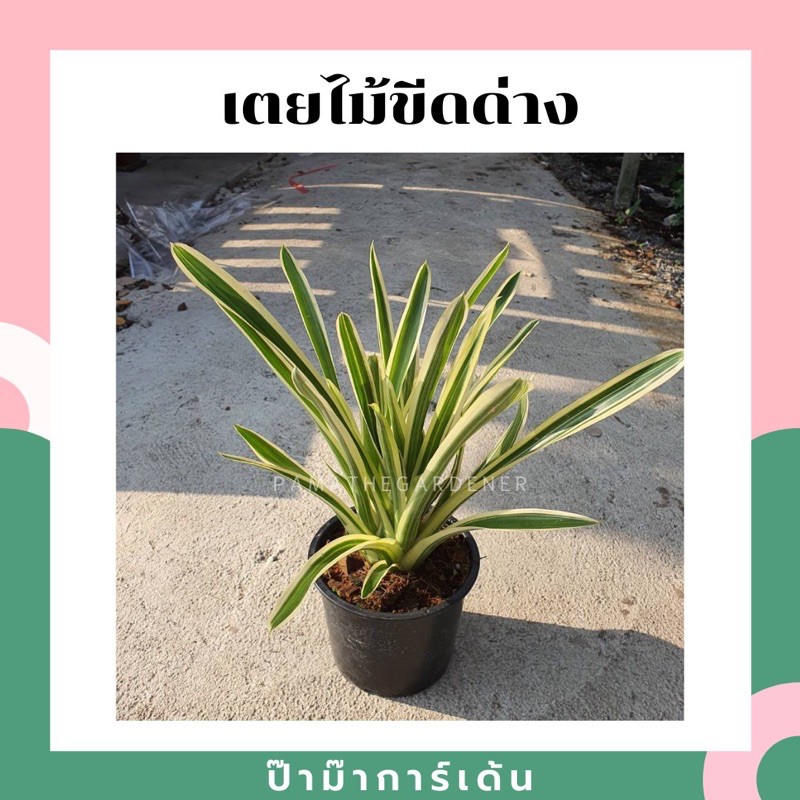 สับปะรดไม้ขีดด่าง สัปปะรดไม้ขีดด่าง กระถาง5-6นิ้ว