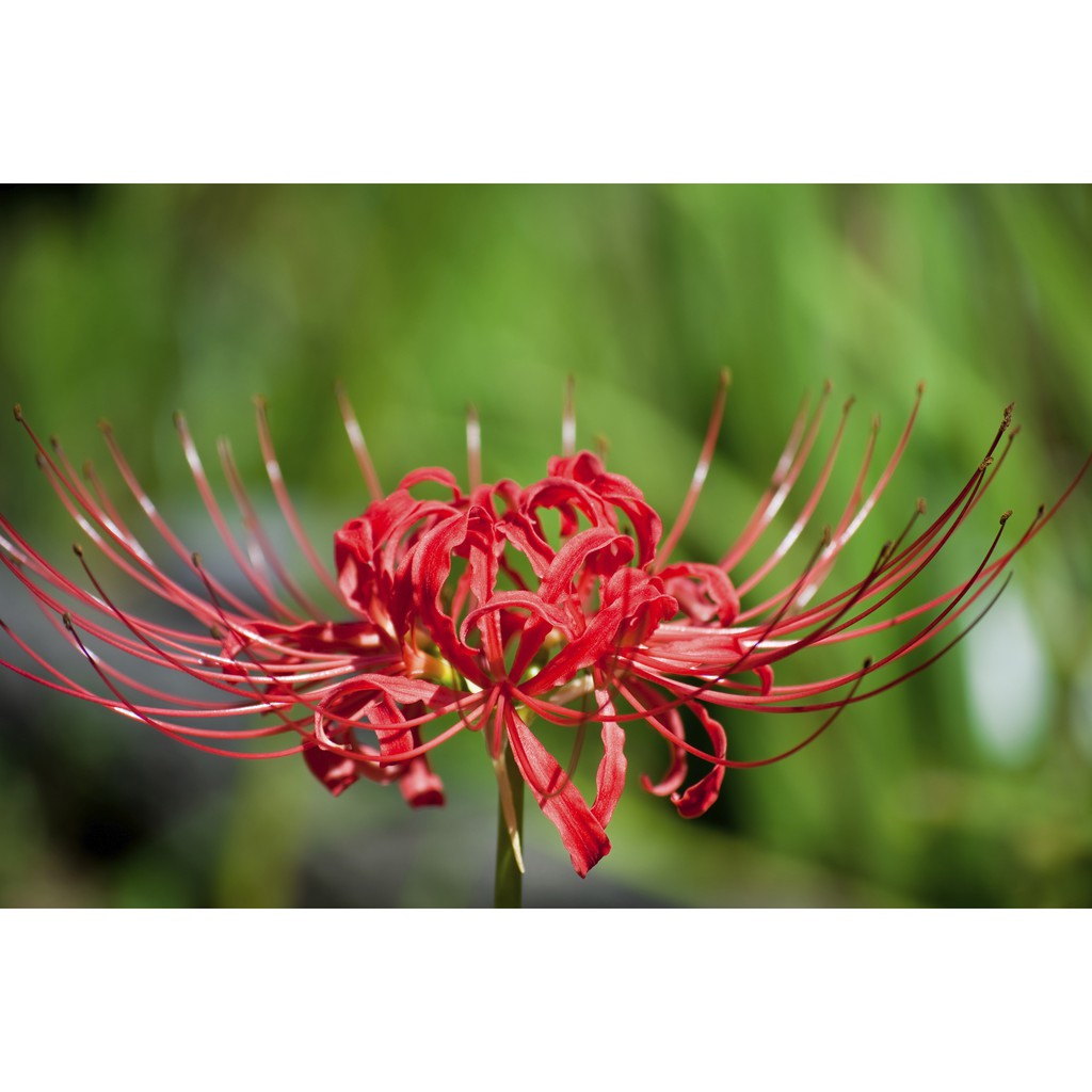 4 หัว หัวลิลลี่แมงมุมคละสี (ฮิกังบานะ) Spider Lily (Lycoris Radiata