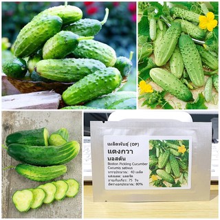 เมล็ดพันธุ์ แตงกวา บอสตัน (Boston Pickling Cucumber Seed) บรรจุ 40 เมล็ด คุณภาพดี ราคาถูก ของแท้ 100%