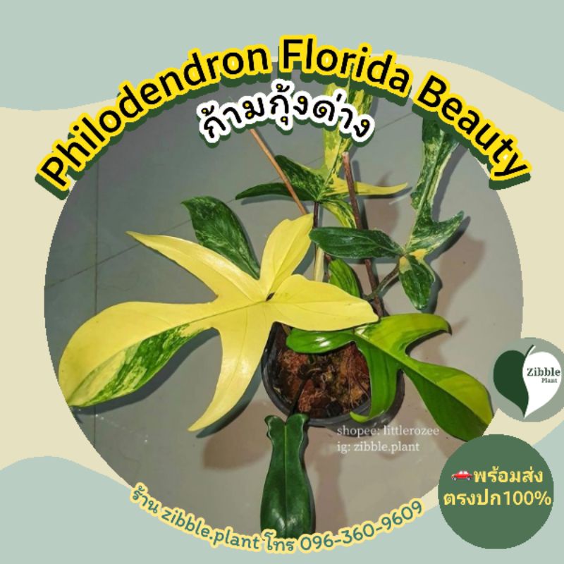 🇹🇭พร้อมส่ง ก้ามกุ้งด่าง Philodendron Florida Beauty ไม้ด่างยอดฮิต ต้นไม้ฟอกอากาศ zibble.plant
