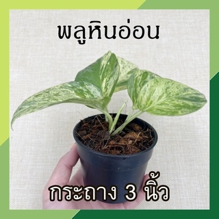 พลูหินอ่อน พลูราชินีหินอ่อน กระถาง 3 นิ้ว ต้นไม้ฟอกอากาศ ต้นไม้ พลูด่าง (Marble Queen) ต้นไม้ในร่ม