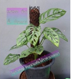 พลูฉลุยักษ์acuminateฟอร์มสวยใบใหญ่ได้ถึง3-4ฟุต