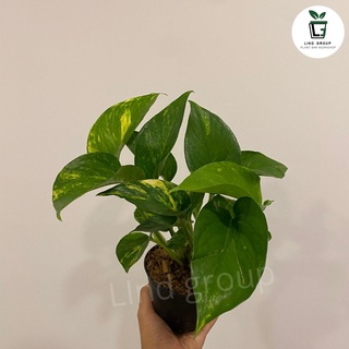 [🔥 โค้ดลดเพิ่ม] พลูด่าง พลูทอง หรือราชินีสีทอง (Devils Ivy หรือ Golden Pothos) กระถางพลาสติกสีดำ 4 นิ้ว