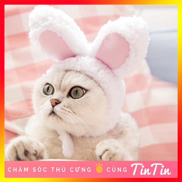 หมวกสัตว์น่ารักสําหรับแมว Tinted pet Store