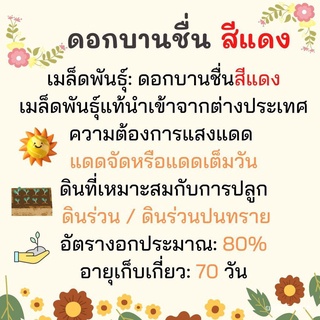 （มีของแจก）(เมล็ดพันธุ์แท้)เมล็ดพันธุ์ ดอกบานชื่น สีแดง 100 เมล็ด Red Cherry Queen Zinnia เมล็ดพันธุ์นำเข้าแท้ 100% นำไปข