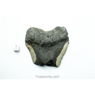 [อายุกว่า 20 ล้านปี!] #M4 ฟอสซิล ฟันฉลามยักษ์ Megalodon Fossil Tooth ขนาด 3.07" หนัก 162g จาก USA