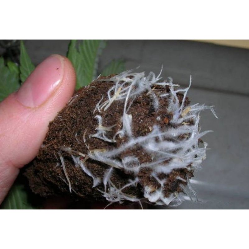 ไมคอร์ไรซ่า Mycorrhiza 200กรัม เชื้อราไมคอไรซ่า จุลินทรีย์เชื้อราชีวภาพกระตุ้นพืชโตเร็ว ราคา ถูกที่สุด ดีลบีเคเค แกลเลอรีภาพที่ 4
