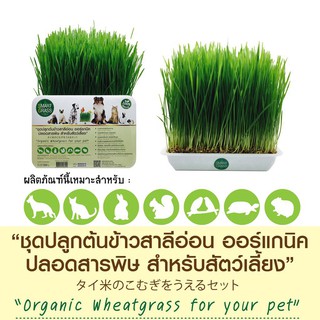 SMART GRASS ชุดปลูกต้นข้าวสาลีอ่อน ออร์แกนิค ปลอดสารพิษสำหรับสัตว์เลี้ยง 350 g.