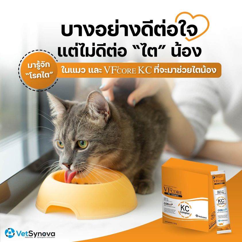 VF core : KC อาหารเสริมแมว บำรุงไต ขนมแมวเลีย สูตรสีส้ม แมวโรคไต ทานง่าย อร่อยด้วย