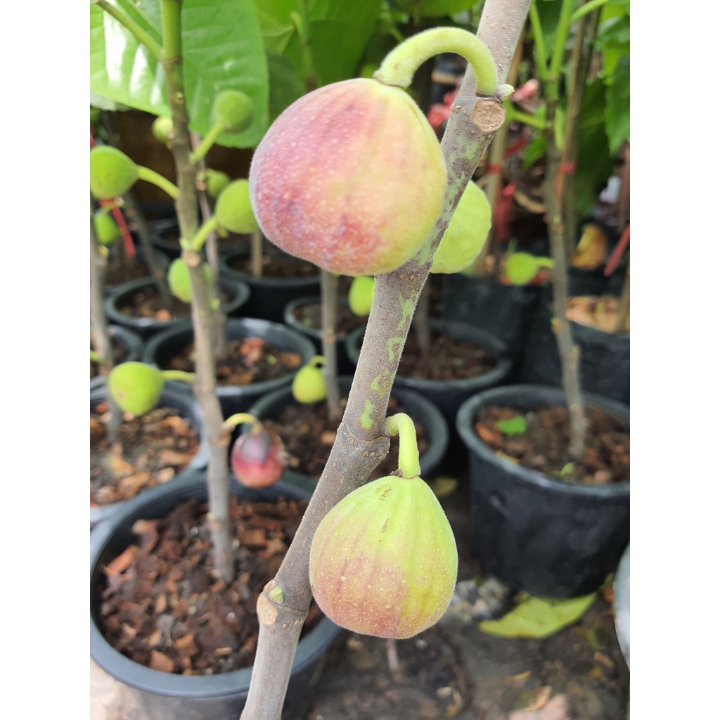 Fig มะเดื่อฝรั่ง สายพันธุ์ อิรักกี้ ลูกดก ออกลูกเก่ง สูง 50-60cm ในกระถาง8นิ้ว
