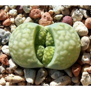 เมล็ด​ Lithops​ salicola​ Malachite  10เมล็ด​ by แม่ปุ้ม