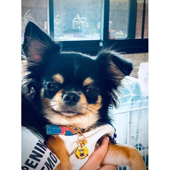 ป้ายชื่อแมว ป้ายชื่อสุนัขแมวสลักชื่อ สแตนเลสงานพรีเมียม ขนาดเหรียญ1฿ - รูปที่ 5