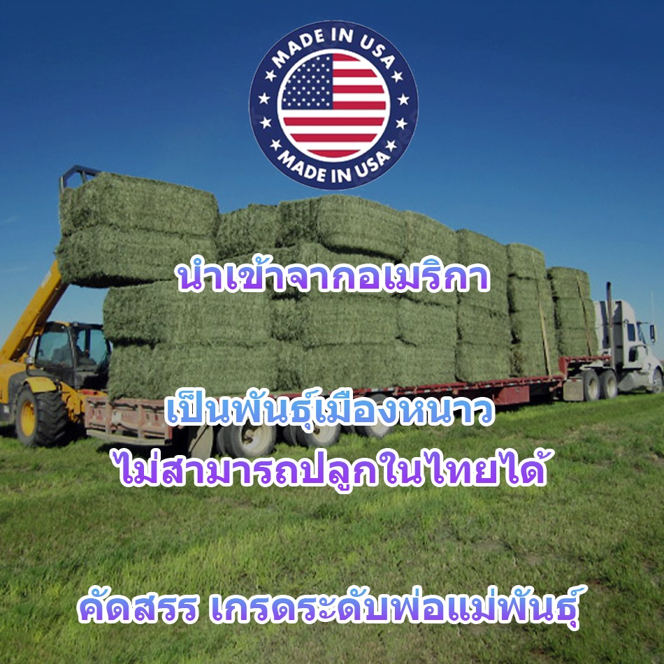 หญ้าอัลฟาฟ่า อัลฟัลฟ่าสับ หญ้าทิโมธี ทิโมธีสับ รูปที่ 6