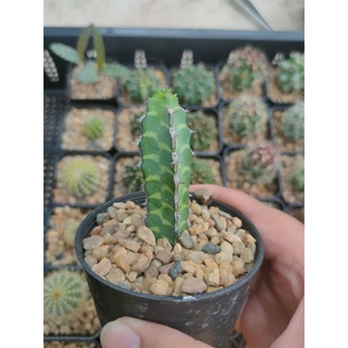 ยูโฟเบีย บอร์เรน/ลายเสือ Euphorbia boranensis  🌵🐯🌵🐯🌵