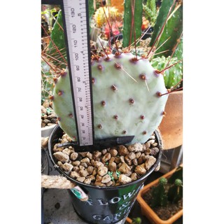 Opuntia Azurea Santarita หนามยาวสวยมาก