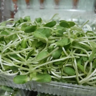 เมล็ดต้นอ่อนทานตะวันลายไทย 1 กก. อัตราการงอกสูง