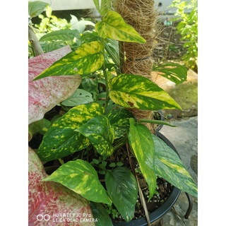 อิพิเยลโล่เฟรม เบอร์ 1 (Epipremnum Pinnatum Yellow Flame No.1)  แท้ 100%