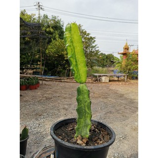 ตอสามเหลี่ยมด่างตัดสด Cactus ไม้ด่าง แคคตัส กระบองเพชร ไม้อวบน้ำ ไม้กราฟ​