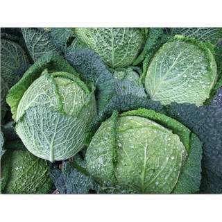 เมล็ด กะหล่ำปลี ซาวอย - Savoy cabbage