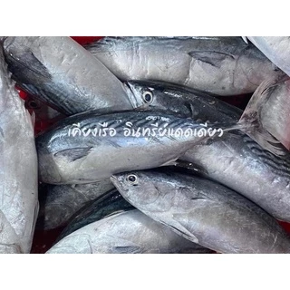ปลาโอแดดเดียว/สินค้าใหม่/สด/สะอาด/ไร้กลิ่นเหม็น