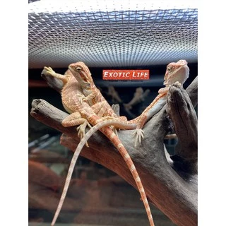 Lucky Herps UVA UVB Heat Lamp หลอดรวมยูวีและความร้อน ครบทุกอย่างในหลอดเดียว สำหรับสัตว์ทุกชนิดที่ต้องการยูวีทดแทนแสงแดด