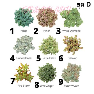 เมล็ดพันธ์ุไม้อวบน้ำ Succulents 30 เมล็ด (ชุดD)