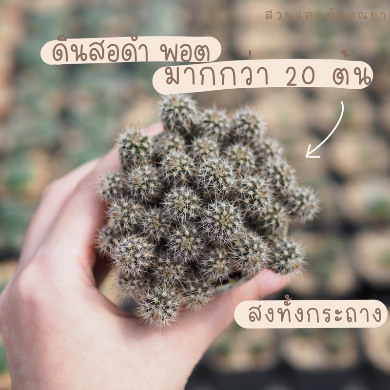 ดินสอดำ พอต ได้มากกว่า 20 ต้น คุ้มๆ 50 บาทค่ะ