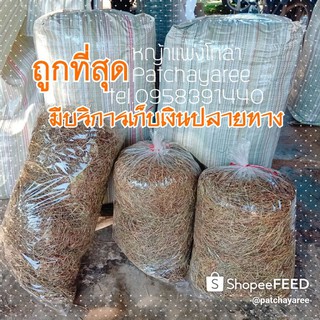 #หญ้าแพงโกล่าแห้ง #ปลอดสารพิษ สำหรับสัตว์เลี้ยง ( 1กิโลกรัม30บาท ) พร้อมส่ง